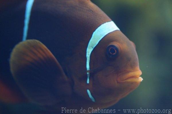 Spinecheek anemonefish