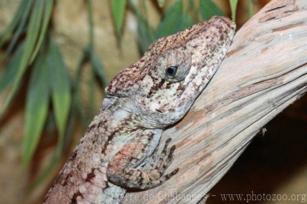 Cuban chameleon anole