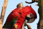 Green-winged macaw