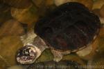 Common snapping turtle