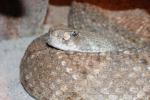 Western diamondback rattlesnake