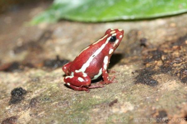 Anthony's poison-arrow frog