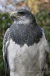 Black-chested buzzard-eagle