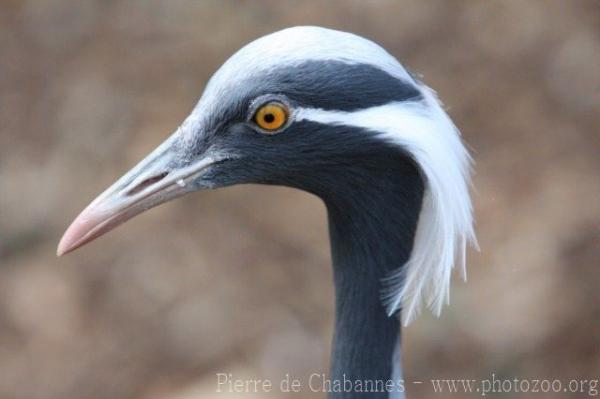 Demoiselle crane