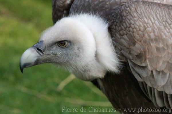 Eurasian griffon