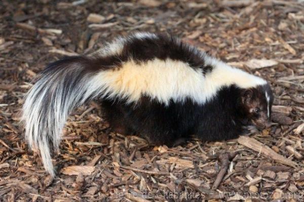 Striped skunk