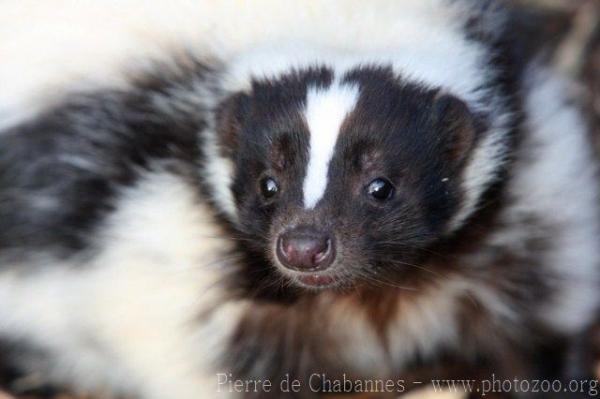 Striped skunk