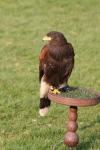 Harris' hawk