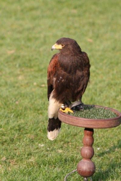 Harris' hawk