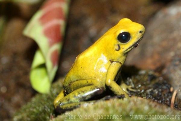 Black-legged poison frog