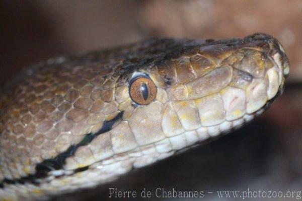 Reticulated python