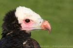 White-headed vulture