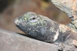 North-african spiny-tailed lizard