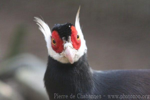 Brown eared-pheasant