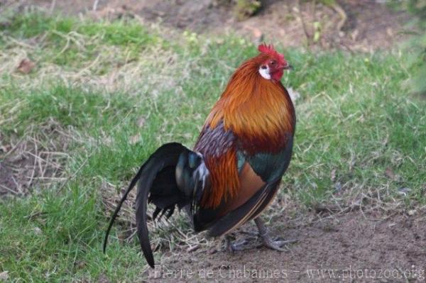 Red junglefowl