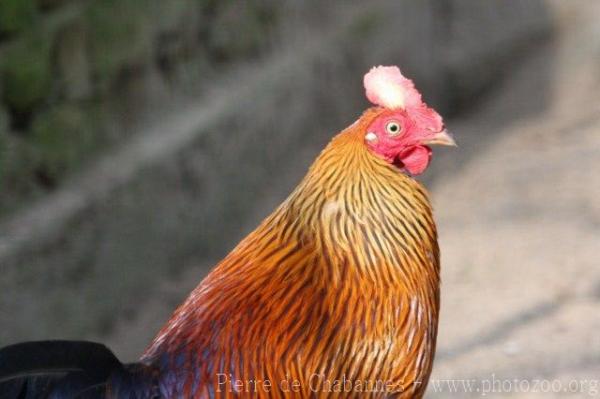 Ceylon junglefowl