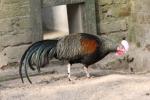 Green junglefowl