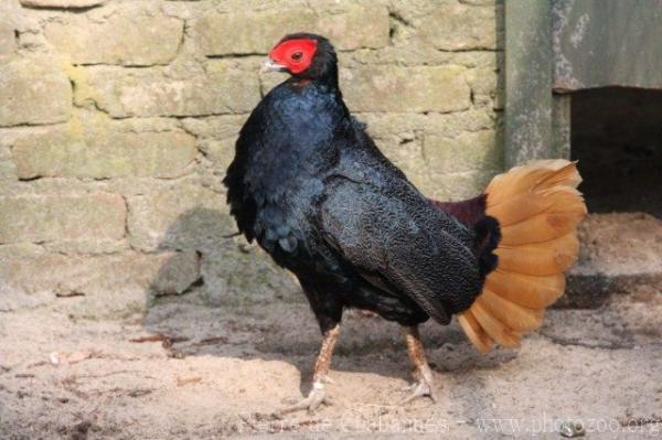 Crestless fireback pheasant