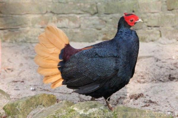 Crestless fireback pheasant