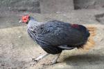 Crestless fireback pheasant