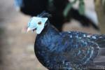 Malay crested fireback