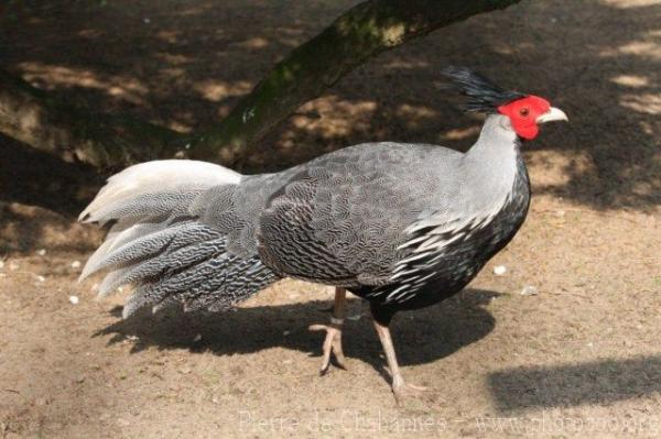 Silver pheasant