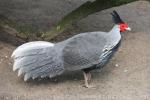 Silver pheasant