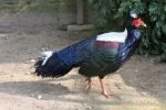 Swinhoe's pheasant