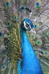 Indian peafowl