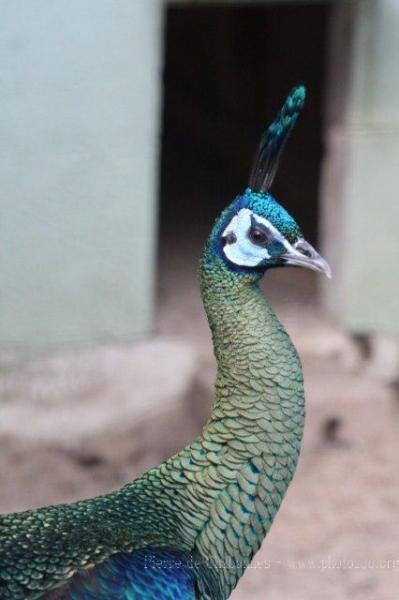 Javan green peafowl