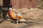 Formosan ring-necked pheasant