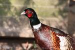 Turkestan ring-necked pheasant