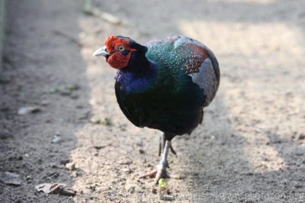 Green pheasant