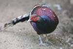 Hume's pheasant