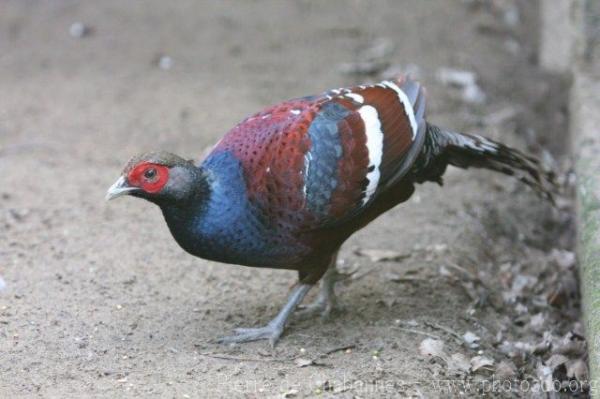 Hume's pheasant