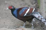 Hume's pheasant