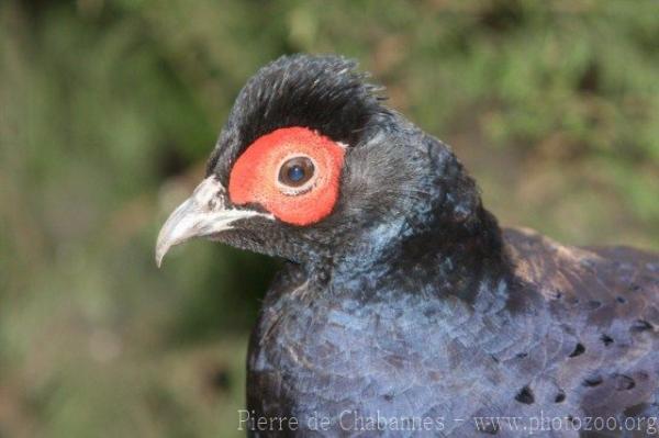 Mikado pheasant