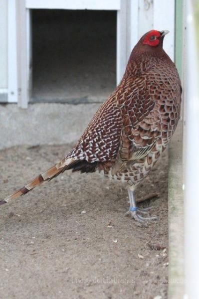 Copper pheasant