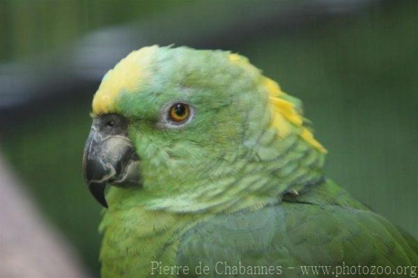 Yellow-naped amazon *