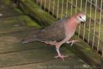 African lemon-dove *