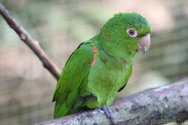 Hispaniolan parakeet *