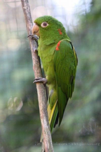 White-eyed parakeet *