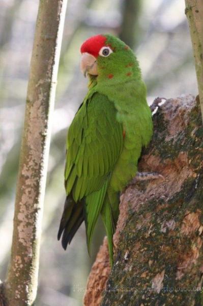 Cordilleran parakeet *