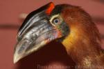 Southern rufous hornbill *