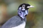 Bare-necked fruitcrow *