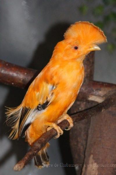 Guianan cock-of-the-rocks *