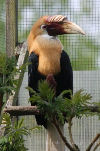 Papuan hornbill