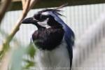 Black-throated magpie-jay