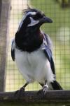 Black-throated magpie-jay