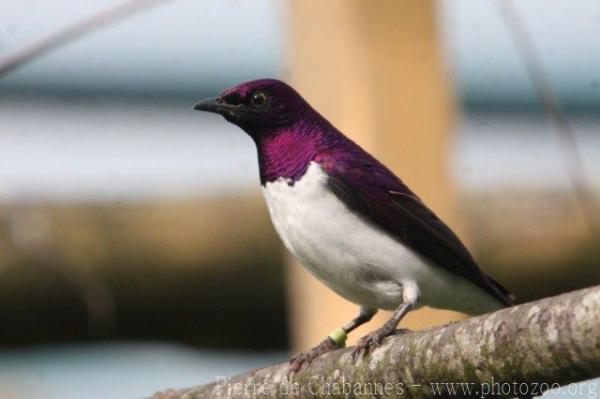 Amethyst starling